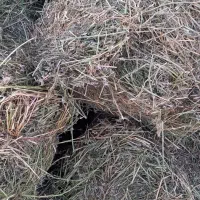 یونجه پرس انباری چین ۳|لوازم جانبی حیوانات|اراک, |دیوار