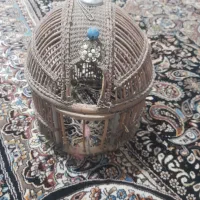 قفس کبک|لوازم جانبی حیوانات|تربتحیدریه, حاجی یار|دیوار