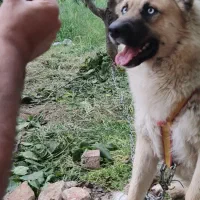 سگ گم شده|حیوانات|ارومیه, |دیوار