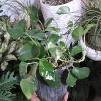 گل کاکتوس و...