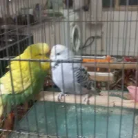 مرغ عشق انگلیسی