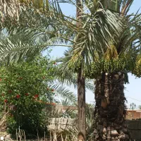 باغبانی تمیز کردن نخل وباغچه