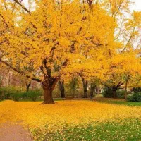راهنمایی و هم فکری برا تنهایی