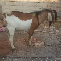 بز دوقلو وپازن