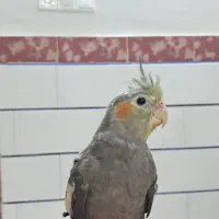 جوجه عروس هلندی دستی 2ماهه