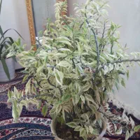 گل ها خیلی شاداب وسرحال|گل و گیاه طبیعی|گلبهار, نوبهار|دیوار