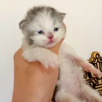 گربه پرشین فلت نر و ماده