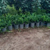 یاس هلندی گلدان ۱۲|گل و گیاه طبیعی|تنکابن, |دیوار