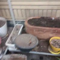 گلدان سفالی|گل و گیاه طبیعی|قم, ناصردیوان|دیوار