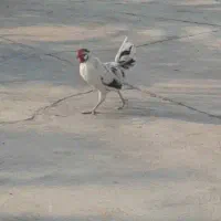 خروس اصل