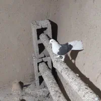 کبوتر اصفهانی