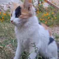 بچه گربه خانگی|گربه|مراغه, |دیوار