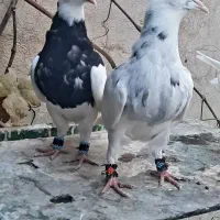 فروش چند جفت طوقی جوانه|پرنده|یاسوج, |دیوار