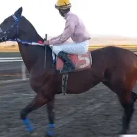 نریان دوخون گروه ۱|اسب و تجهیزات اسبسواری|تهران, منیریه|دیوار