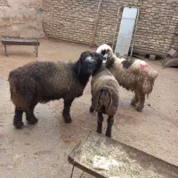 حیوانات|حیوانات مزرعه|گتوند, |دیوار