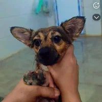 سگه گمشده|سگ|جیرفت, |دیوار