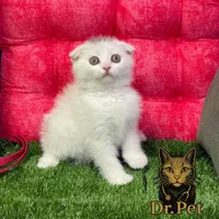 خوشگلای دست آموز|گربه|سمنان, |دیوار