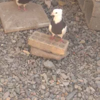 کبوتر|پرنده|کشکوئیه, |دیوار