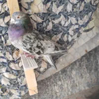 طوقی سور سفید|حیوانات|بم, |دیوار