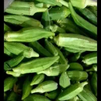 بامیه تازه تازه