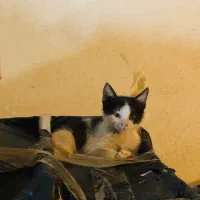 تاکسیدو دی اس اچ