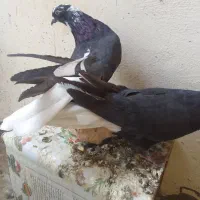 کبوتر اصفهانی