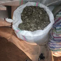 فروش 1.5 تن تخمه آفتابگردان s400