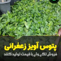 پتوس آویز زعفرانی ریشه پر ویژه روز مادر گلوریا