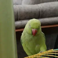 طوطی ملنگو سبز|پرنده|رشت, ولکس|دیوار