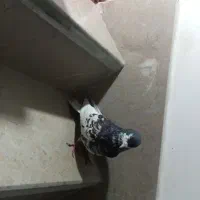 سه تا کفتر گرفتنی|پرنده|مرودشت, بهارستان|دیوار