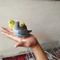 یه جفت مرغ عشق آماده تخم گذاری و یک نر مست|پرنده|ری, شهرک نظامی|دیوار