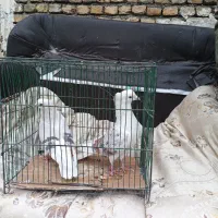 خوشونه|پرنده|خرمآباد, |دیوار