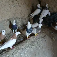 سلام‌.طوقی فروشی هفت‌رنگ‌..و زد پرتغالی|پرنده|آشخانه, |دیوار