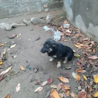 سک گرگی پاکوتاه|سگ|گرمی, |دیوار