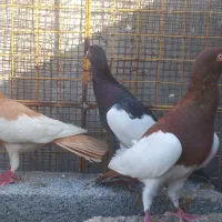 سه عدد یهودی