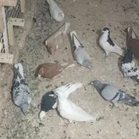 کبوتر در پرنده|پرنده|تربت‌حیدریه, ده پائین|دیوار