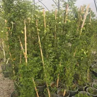 سلام انواع گل روز وفصلی