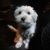 سگ شیتزو|سگ|شاهرود, |دیوار