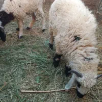 سه تابره نر|حیوانات مزرعه|بم, |دیوار