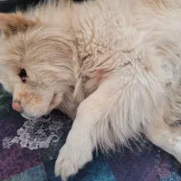 سگ چاو چاو نر زبان بنفش اوکراینی|سگ|تهران, شهرک نفت|دیوار