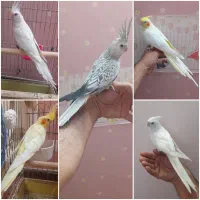 عروس هلندی ماده