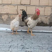 یک خروس جوان بامرغ تخمگذارجوان|حیوانات مزرعه|قم, سید معصوم|دیوار