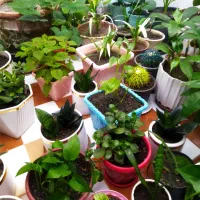 گل طبیعی|گل و گیاه طبیعی|کرمانشاه, |دیوار