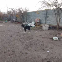 س‌معاوضه‌با‌پاکوتاه