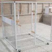 کفتر کبوتر|پرنده|شیراز, تندگویان|دیوار