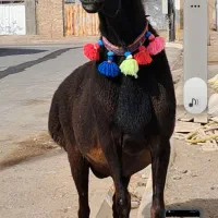 قوچ چینی اصل