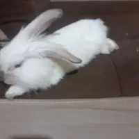 خرگوش لوپ|موش و خرگوش|اراک, |دیوار