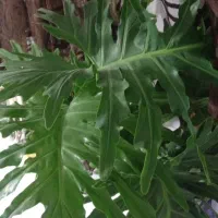 گل برگ انجیری|گل و گیاه طبیعی|مشهد, حجاب (شهرک غرب)|دیوار