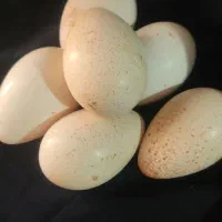 تخم بوقلمون