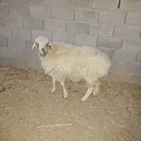 باسلام.گوسفندچاق،نروماده